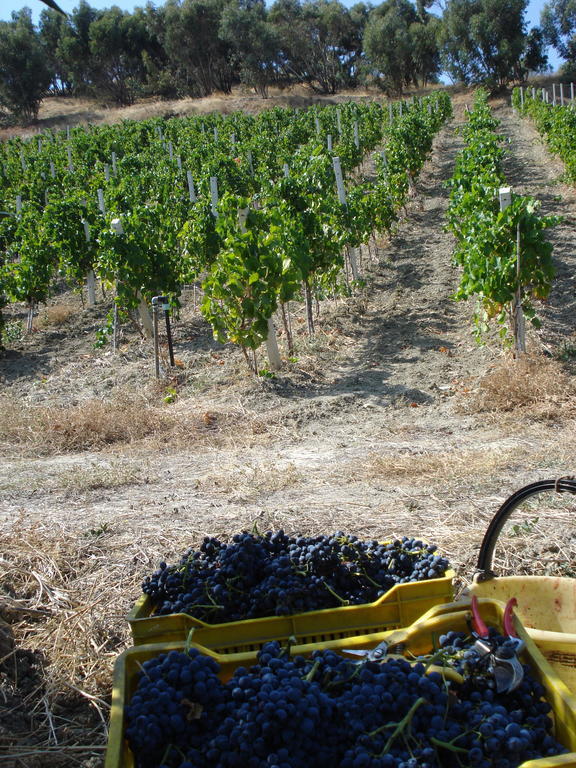 Vakantieboerderij Feudo Gagliardi Caulonia