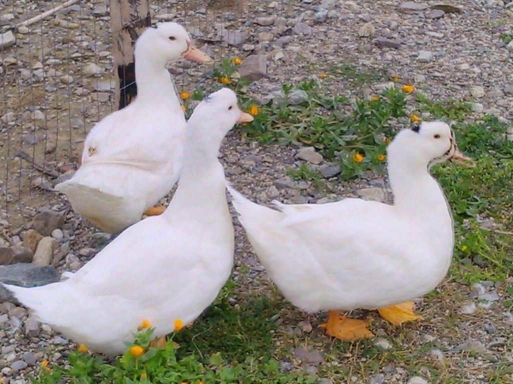 Feudo Gagliardi Vakantieboerderij Caulonia